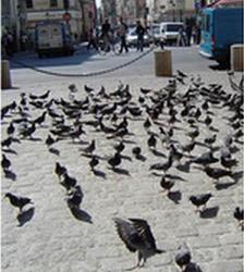 pigeons domestiques.jpg
